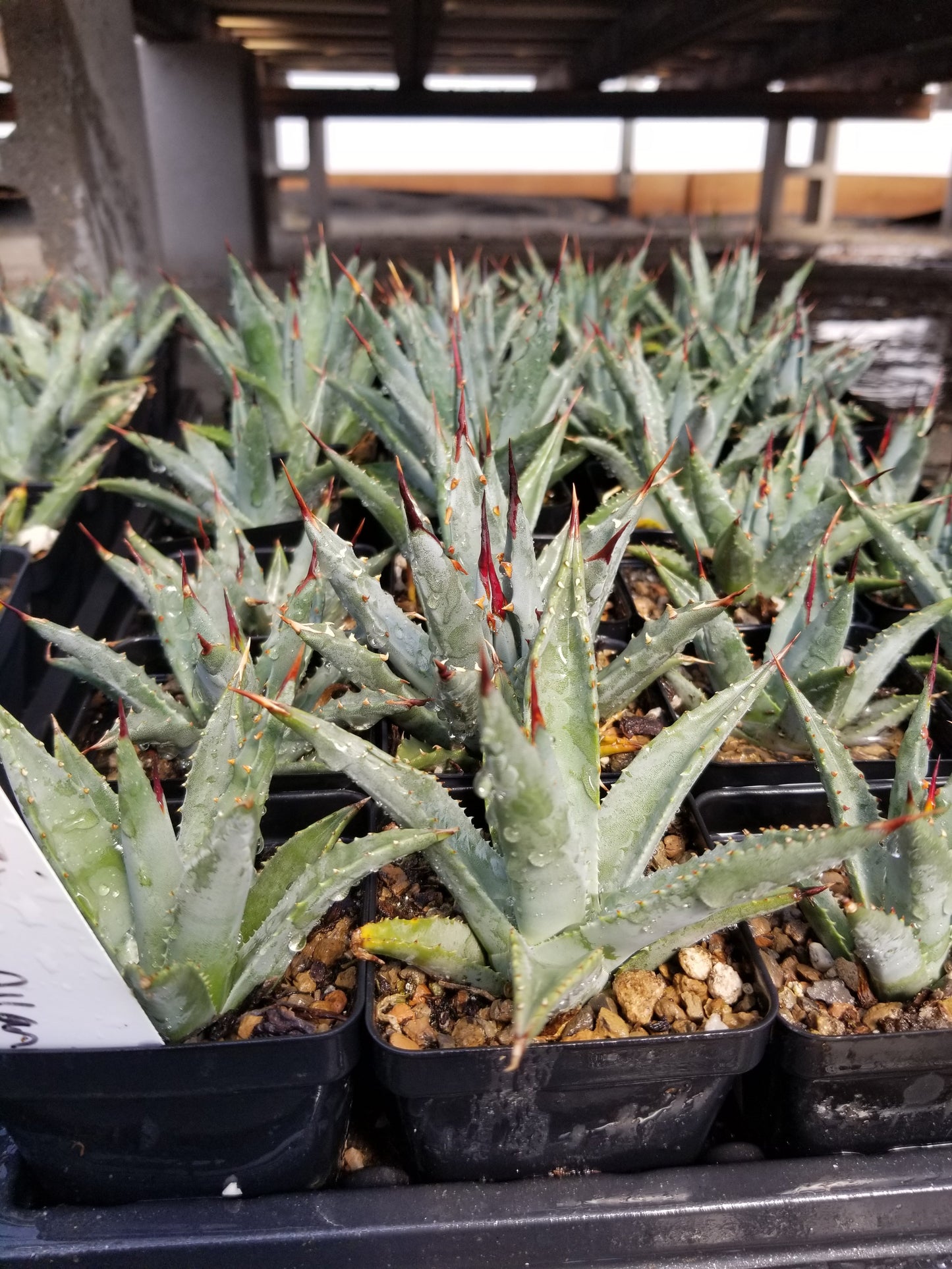 AG014: Agave utahensis ssp. utahensis    COLD HARDY CACTUS