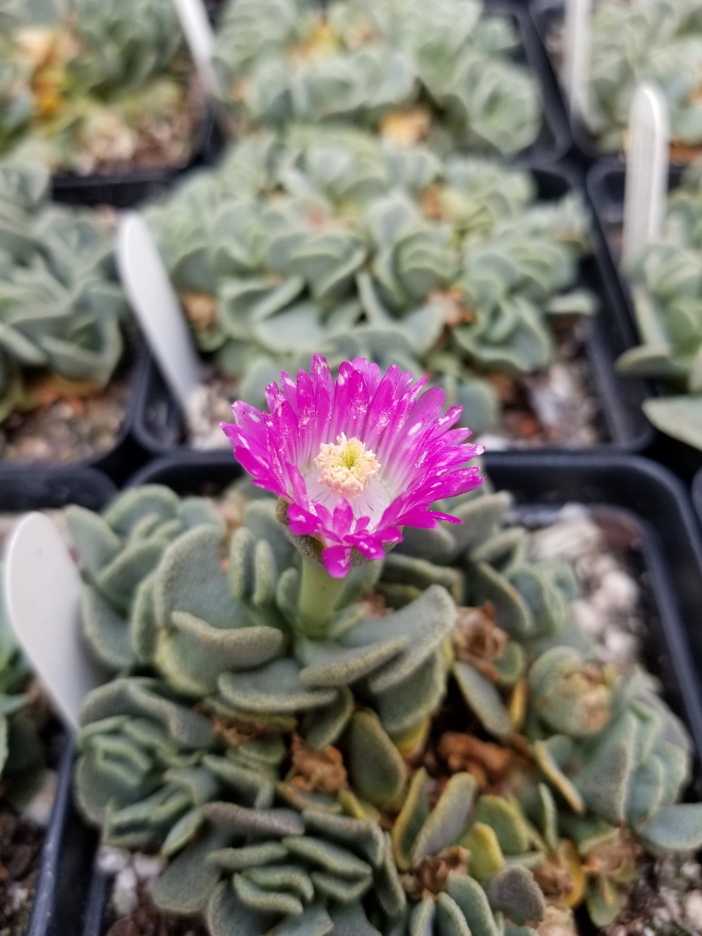 OT015: Aloinopsis spathulata COLD HARDY CACTUS