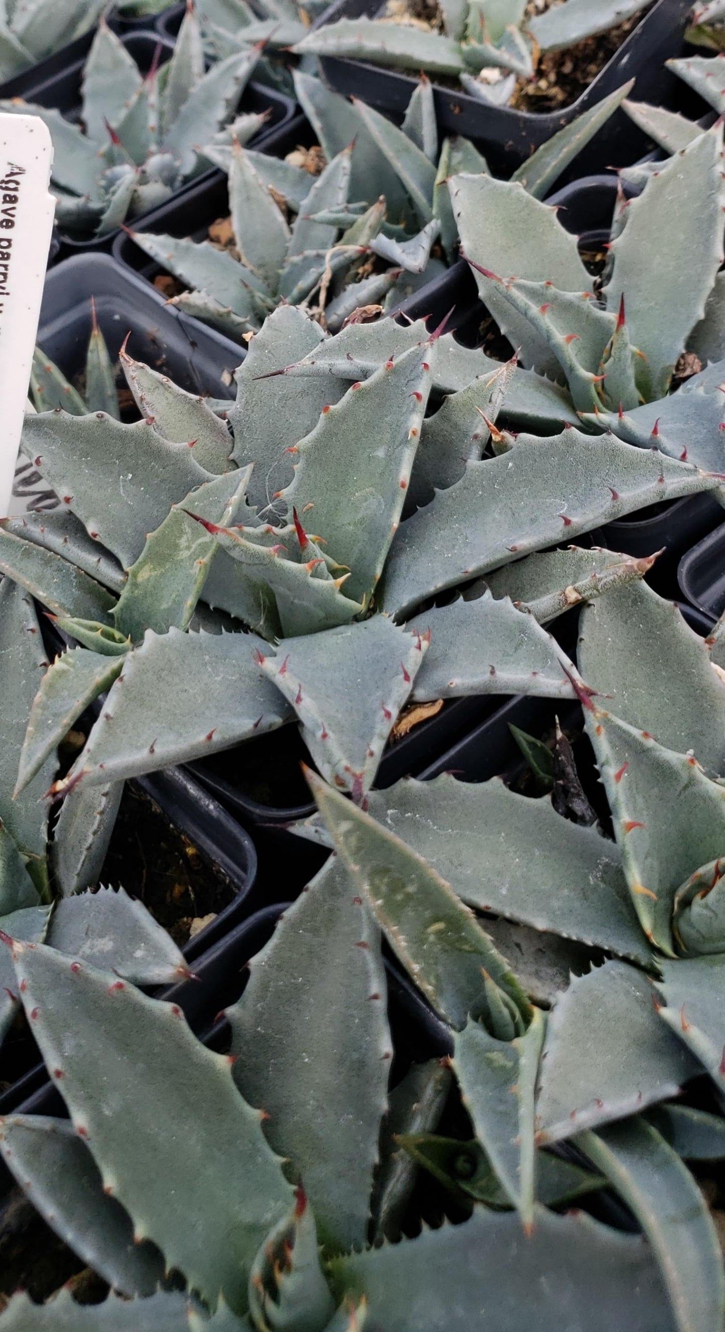 AG002:  Agave parryi v. neomexicana x utahensis 'Deep Blue Form' COLD HARDY CACTUS