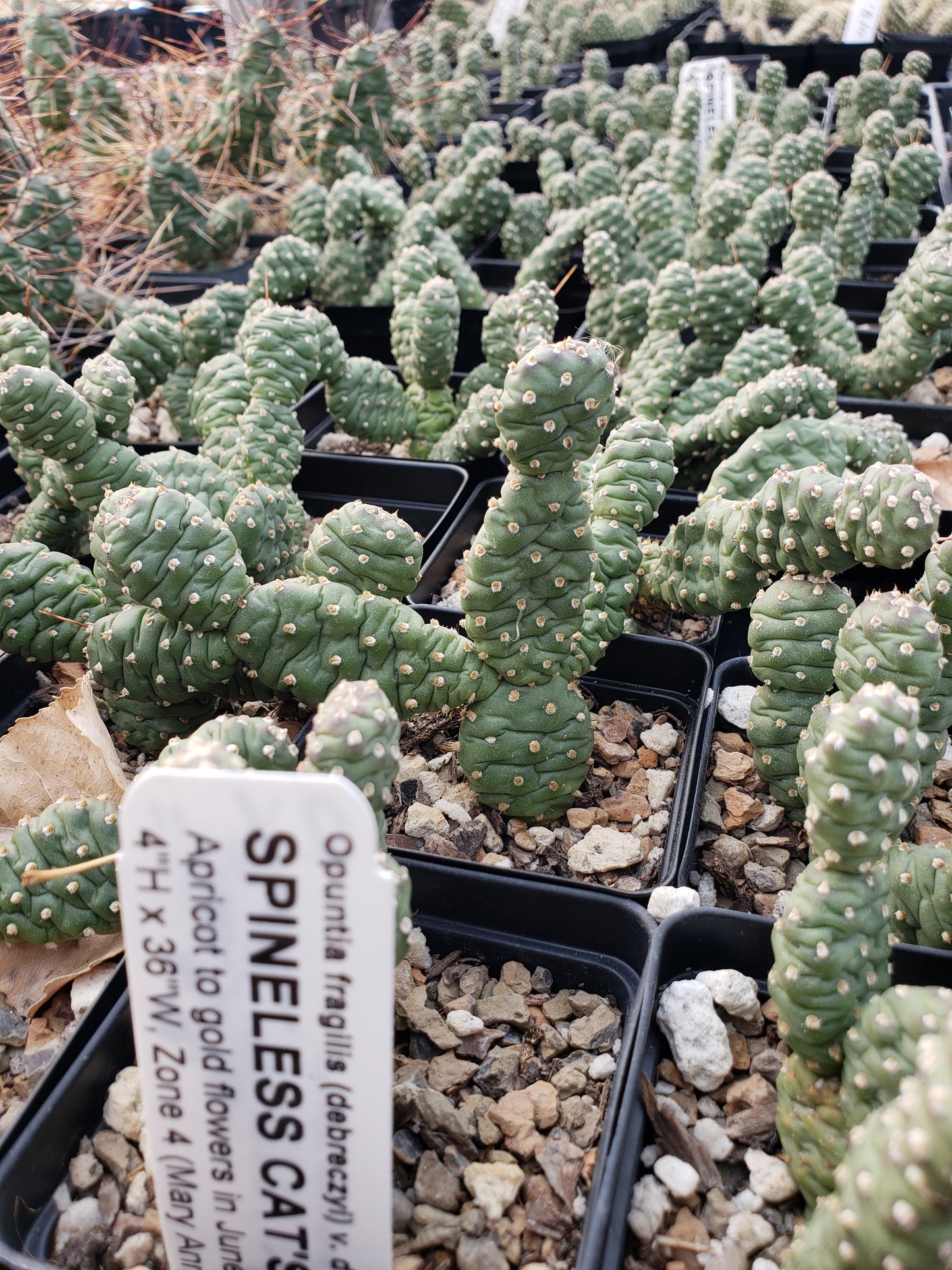 OP031: Opuntia fragilis (debreczyi) v. denuda (Spineless Cat's Paw Cactus) COLD HARDY CACTUS