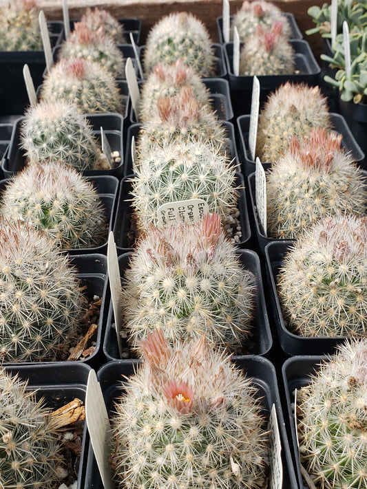 ES005:  Escobaria organensis  COLD HARDY CACTUS