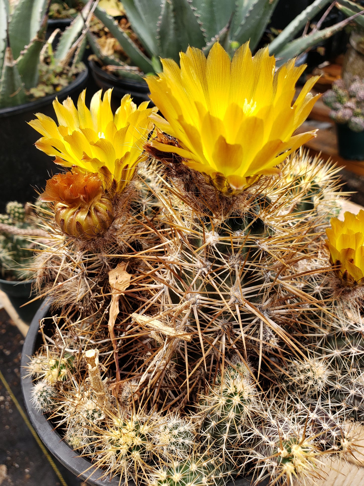 OT013:  Austrocactus hibernus COLD HARDY CACTUS