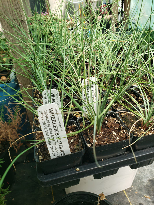 OT024: Dasylirion wheeleri COLD HARDY CACTUS