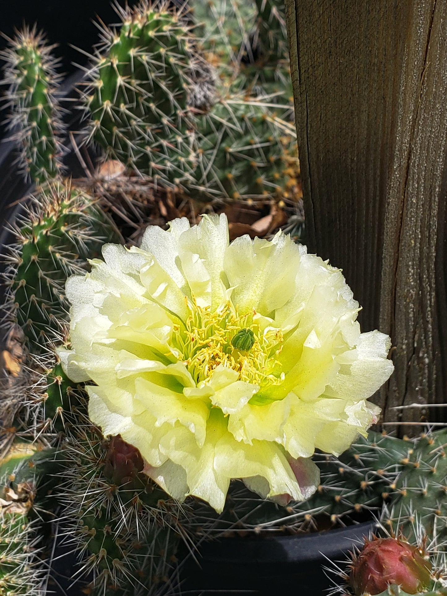 OP065: Opuntia 'Little Monk' COLD HARDY CACTUS