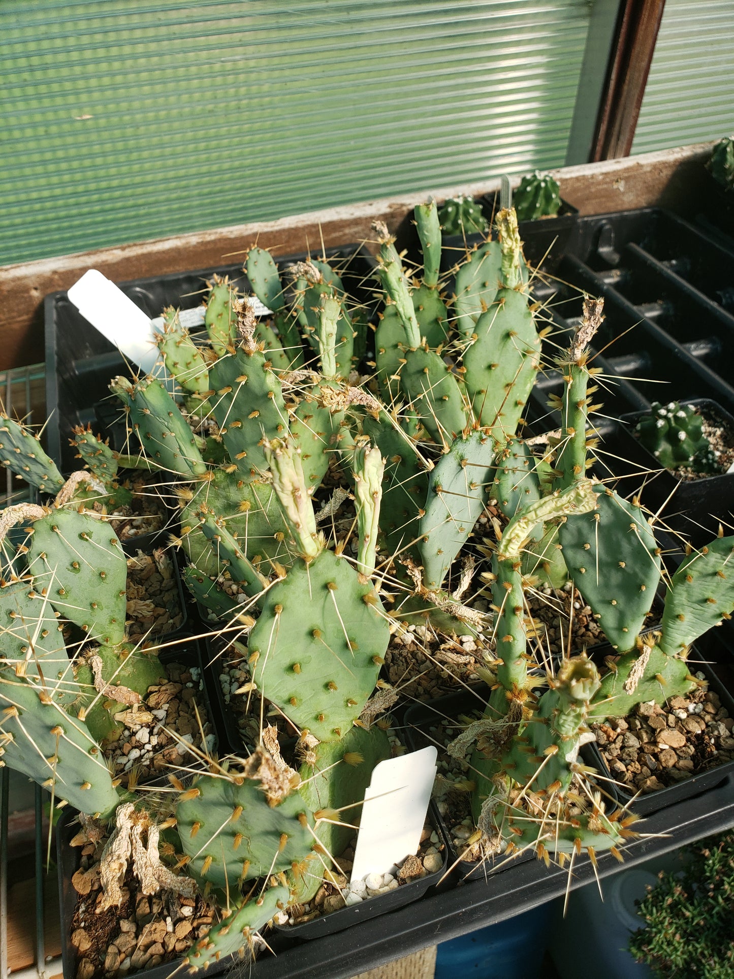 OP112: Opuntia potsii 'Summer's Peach' COLD HARDY CACTUS