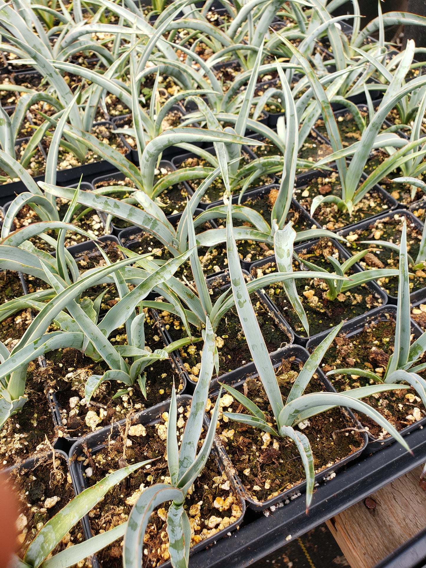 YU011: Yucca torreyi (Torrey's Tree Yucca) COLD HARDY CACTUS