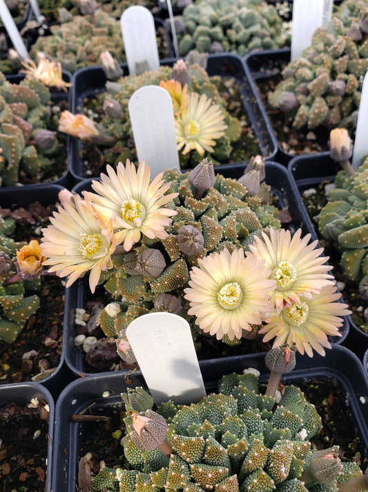 OT023: Aloinopsis luckhoffii COLD HARDY CACTUS