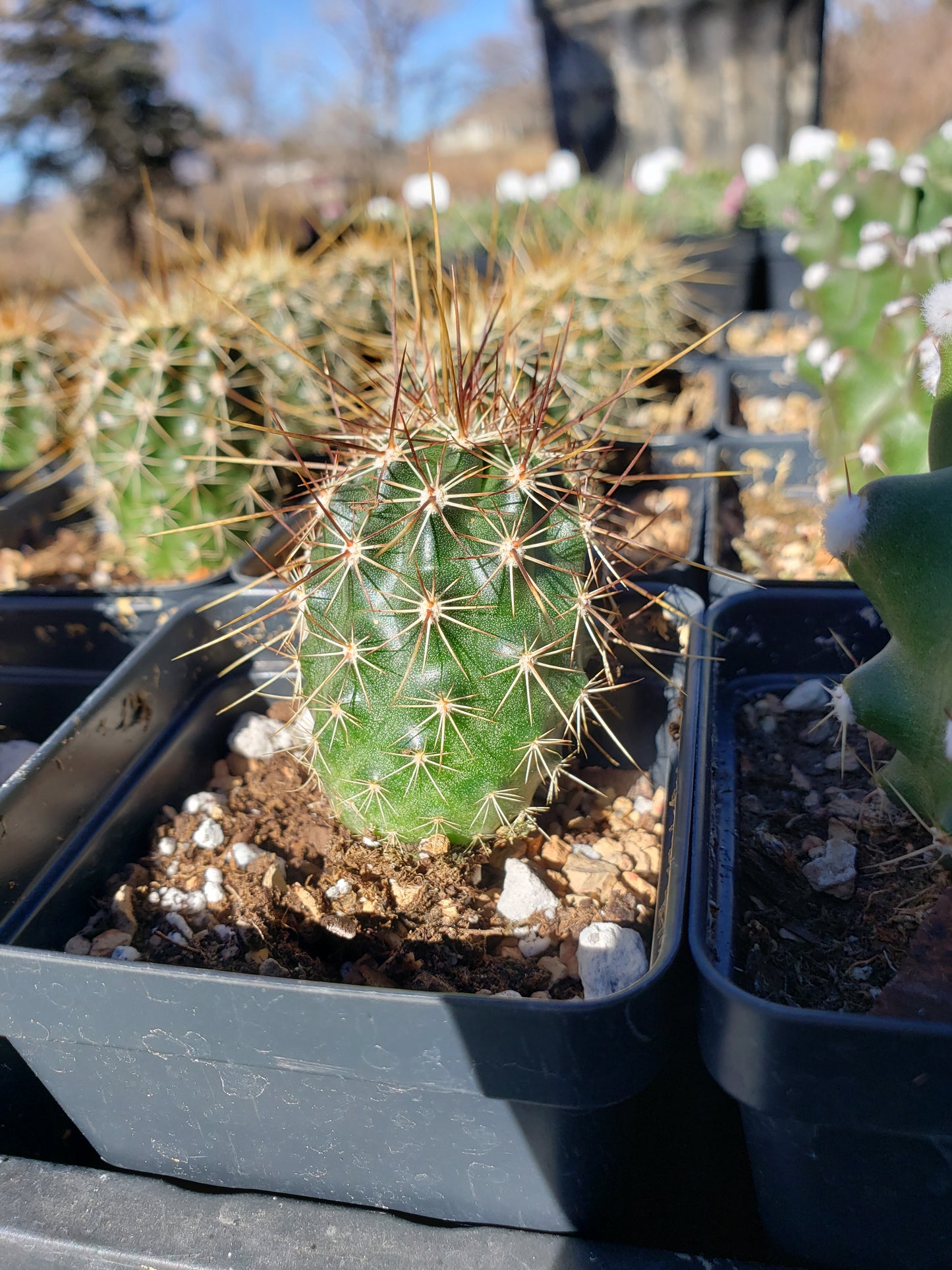 EC009: Echinocereus engelmannii COLD HARDY CACTUS