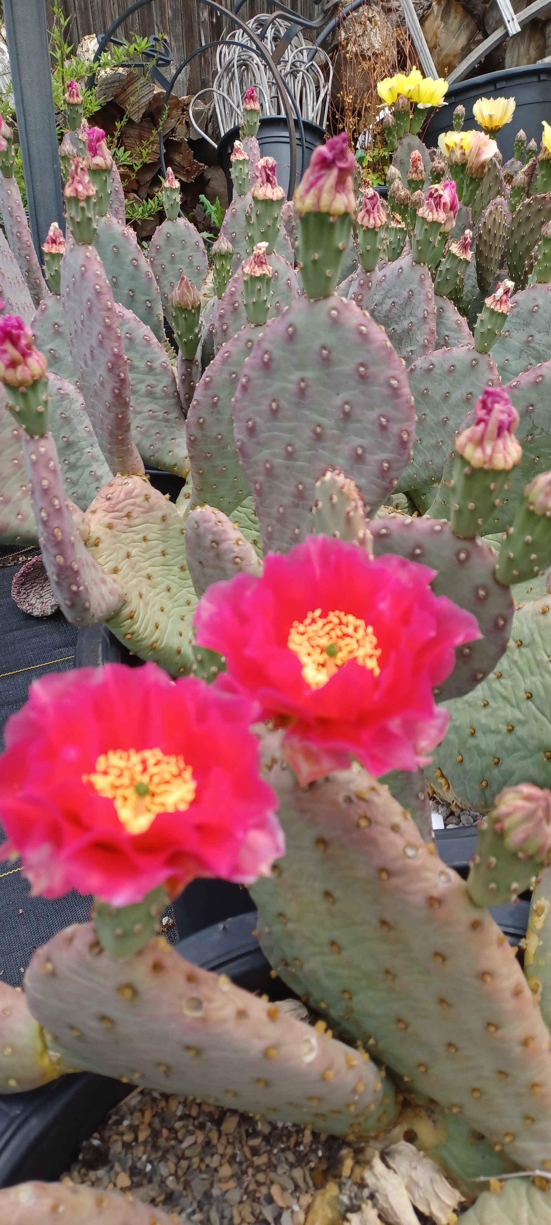 hardy prickly pear cactus OP109: Opuntia aurea hybrid 'Witch's Martini' COLD HARDY CACTUS
