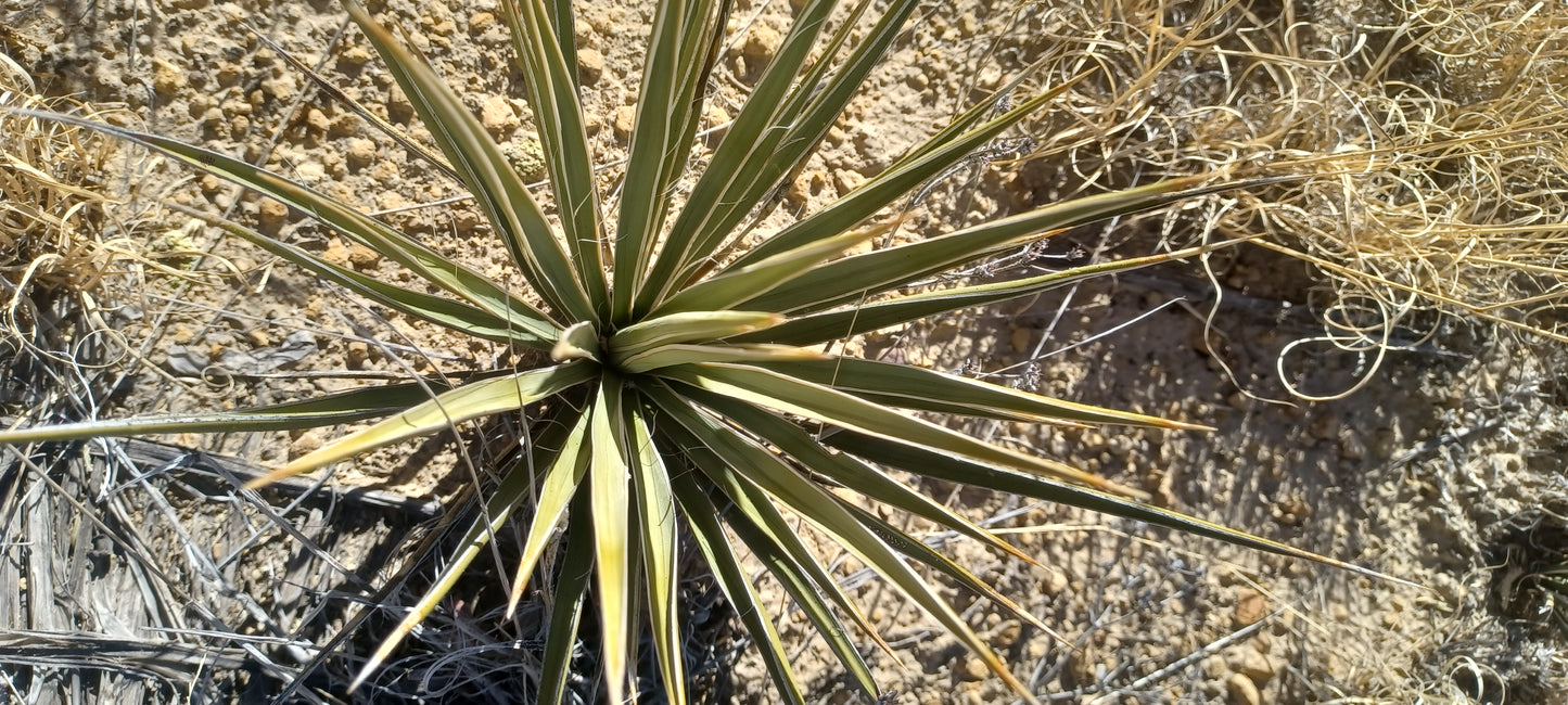 YU007: Yucca neomexicana Mini New Mexico Yucca COLD HARDY CACTUS