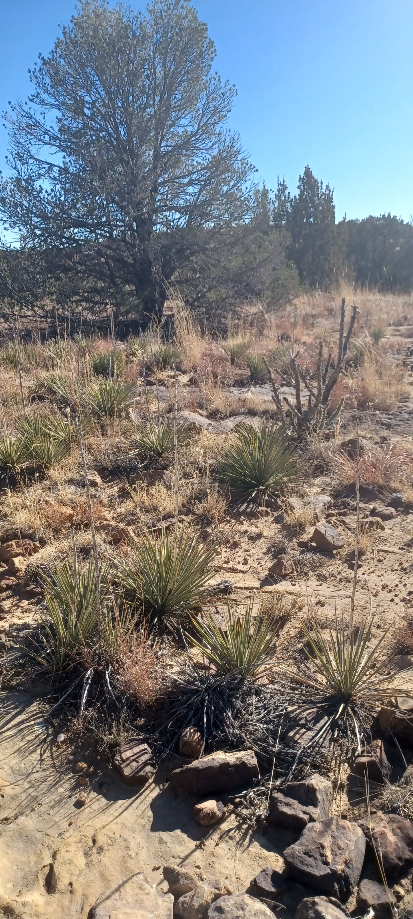 YU007: Yucca neomexicana Mini New Mexico Yucca COLD HARDY CACTUS