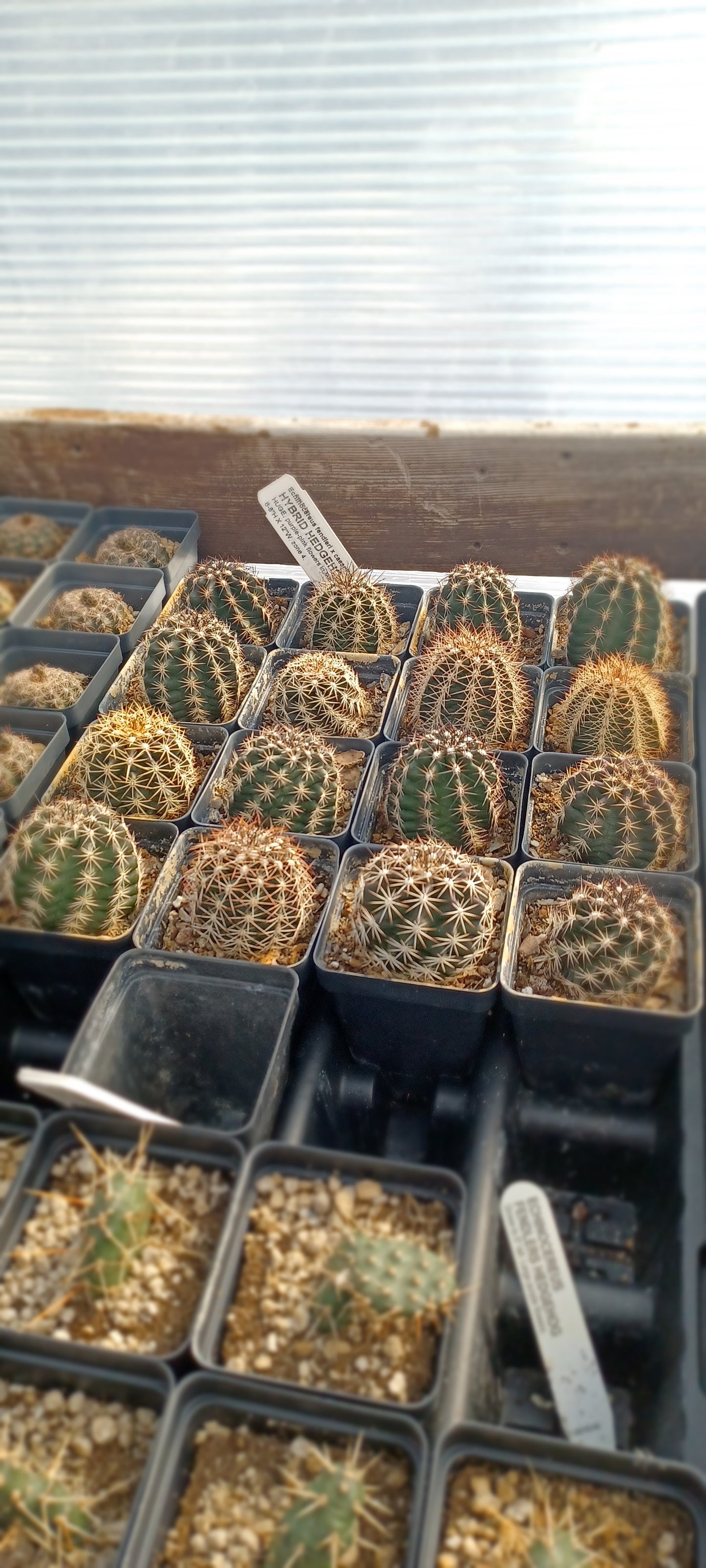 EC024: 'Purple Marvel' Echinocereus fendleri x caespitosus COLD HARDY CACTUS