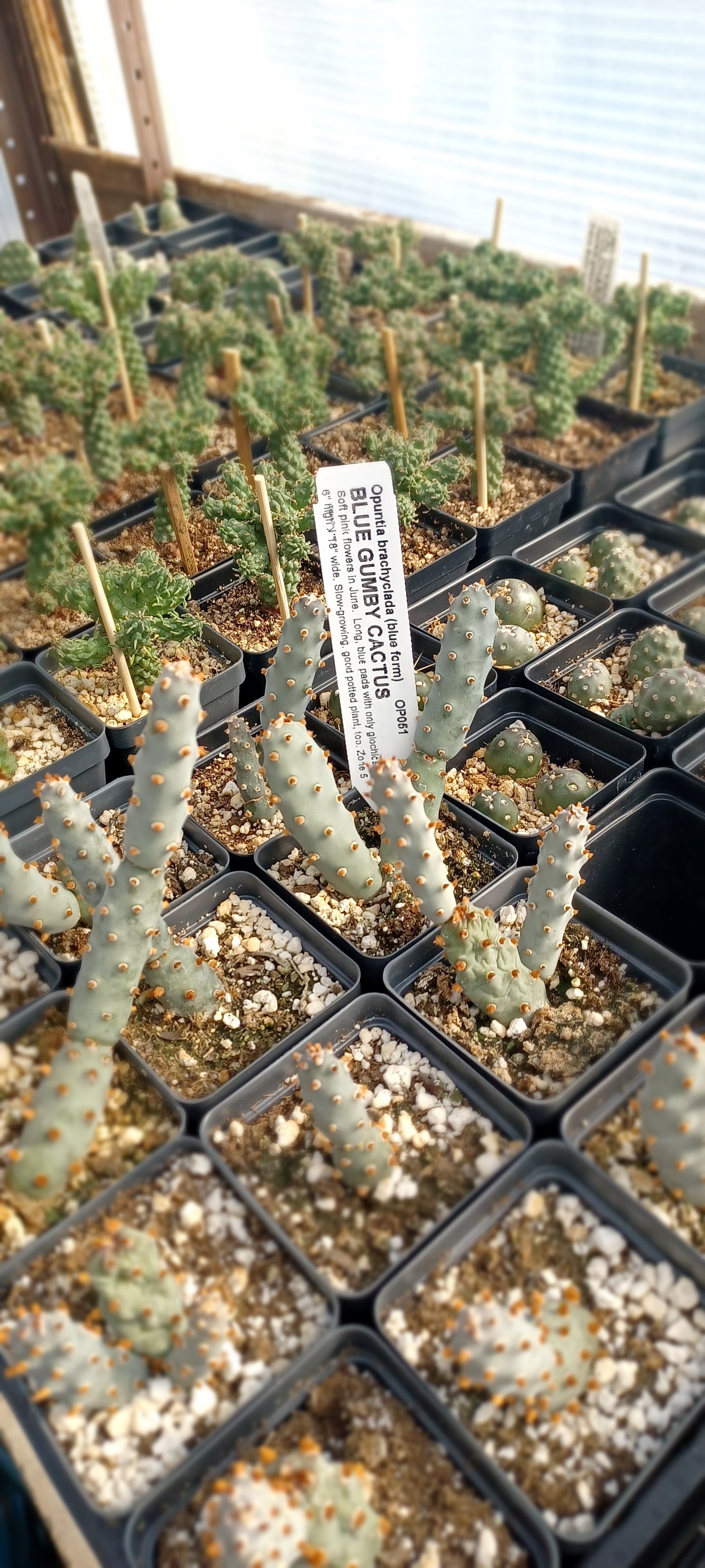 OP051: Opuntia brachyclada COLD HARDY CACTUS