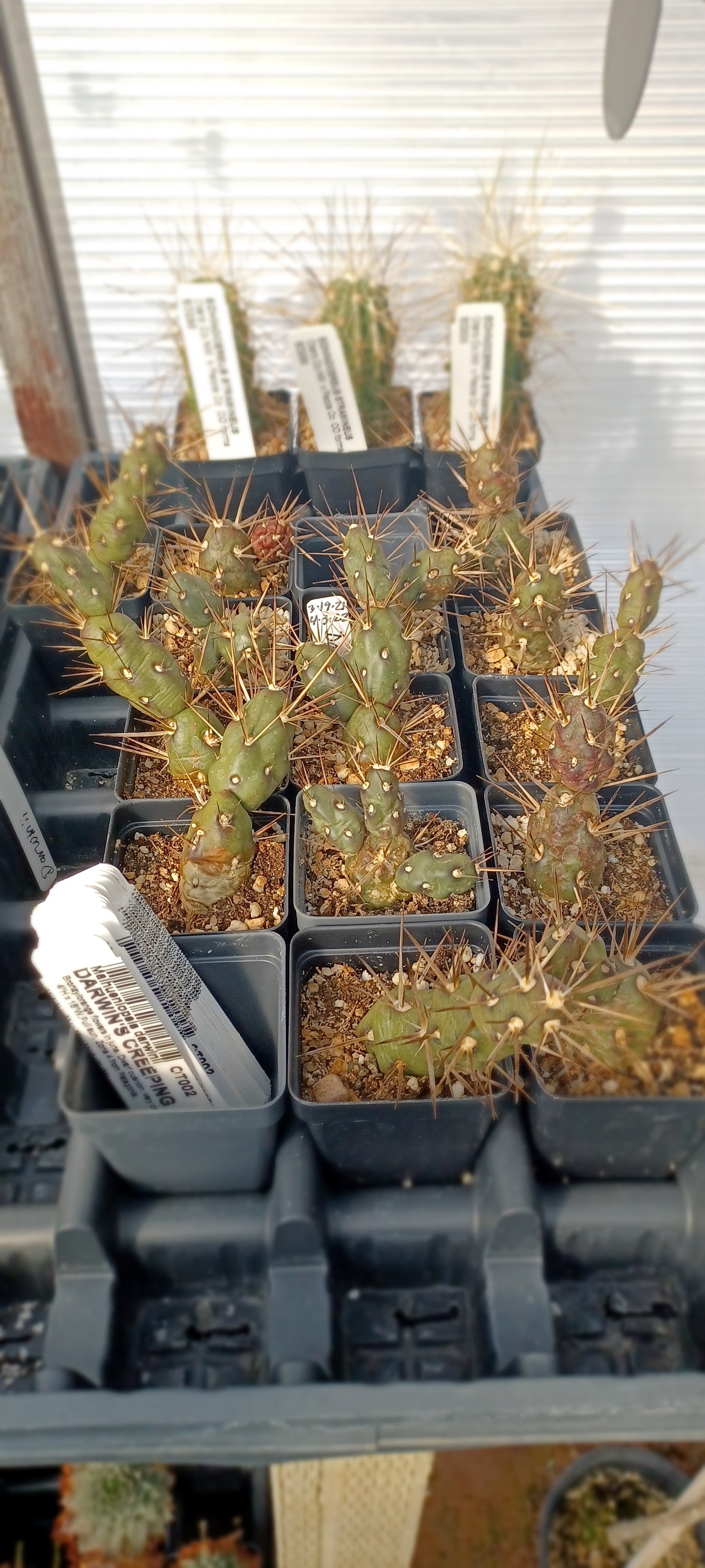 OT002: Maihueniopsis darwinii COLD HARDY CACTUS