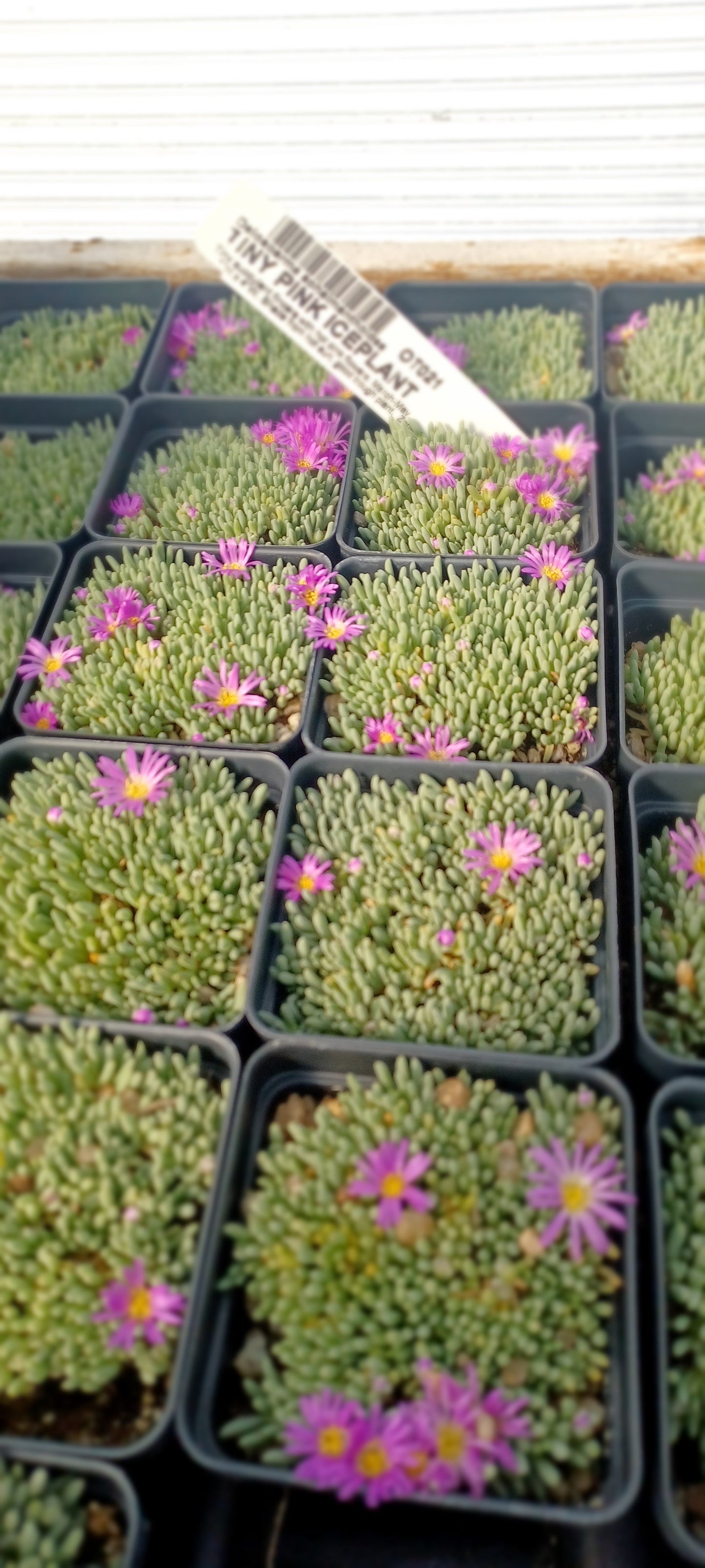 OT021:  Delosperma sphalmanthoides COLD HARDY CACTUS