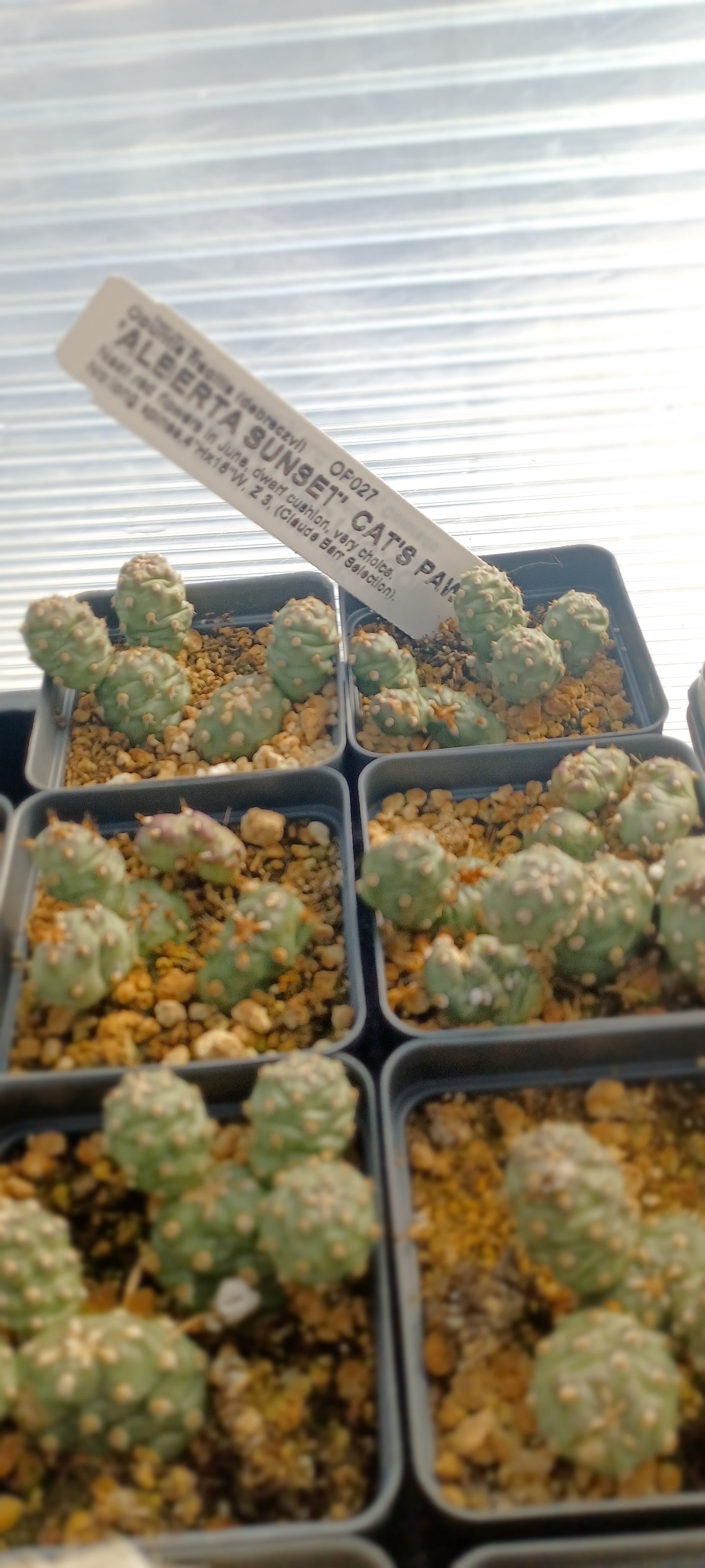 OP027: Opuntia debreczeyi 'Alberta Sunset' (Spineless Cat's Paw Cactus) COLD HARDY CACTUS