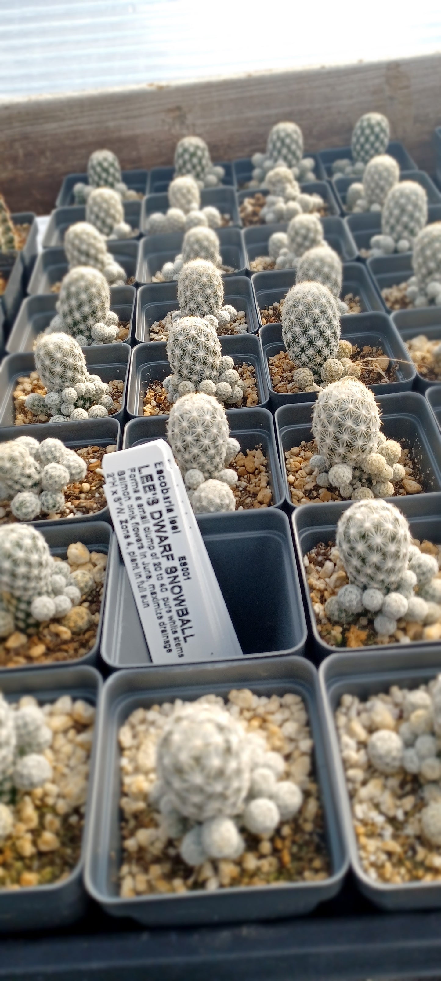 ES001: Escobaria leei COLD HARDY CACTUS