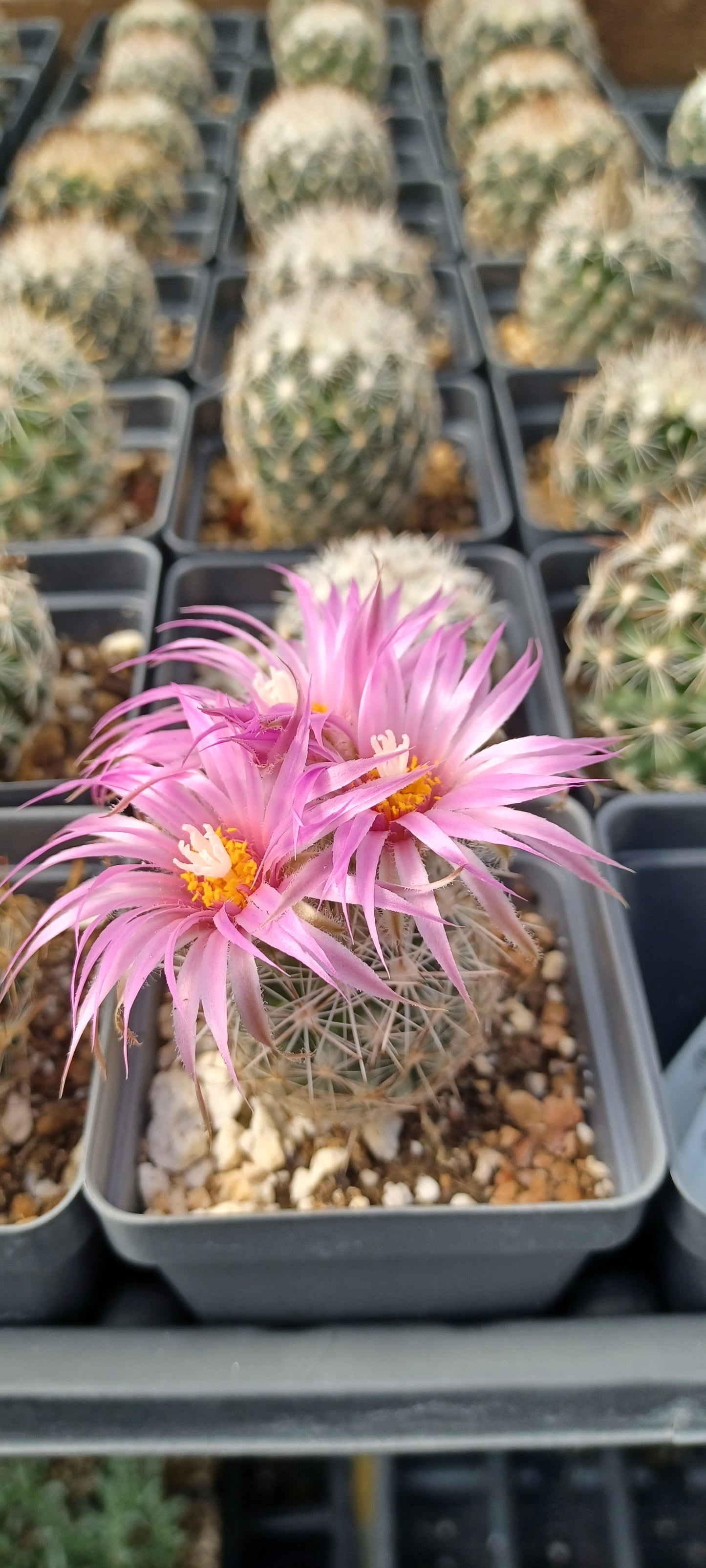 CO002: Coryphantha vivipara (Snowball Form) (South East, NM) COLD HARDY CACTUS