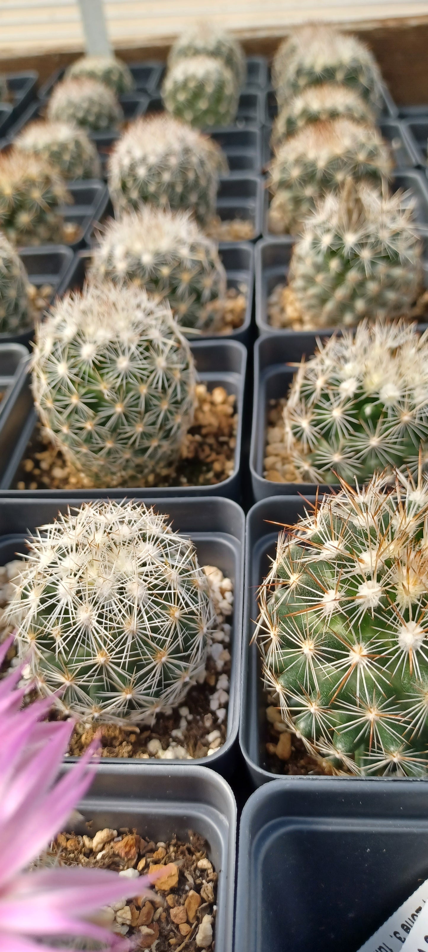 CO002: Coryphantha vivipara (Snowball Form) (South East, NM) COLD HARDY CACTUS