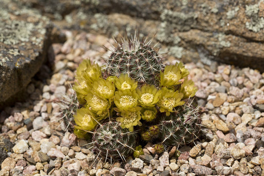 EC008: Echinocereus viridiflorus COLD HARDY CACTUS