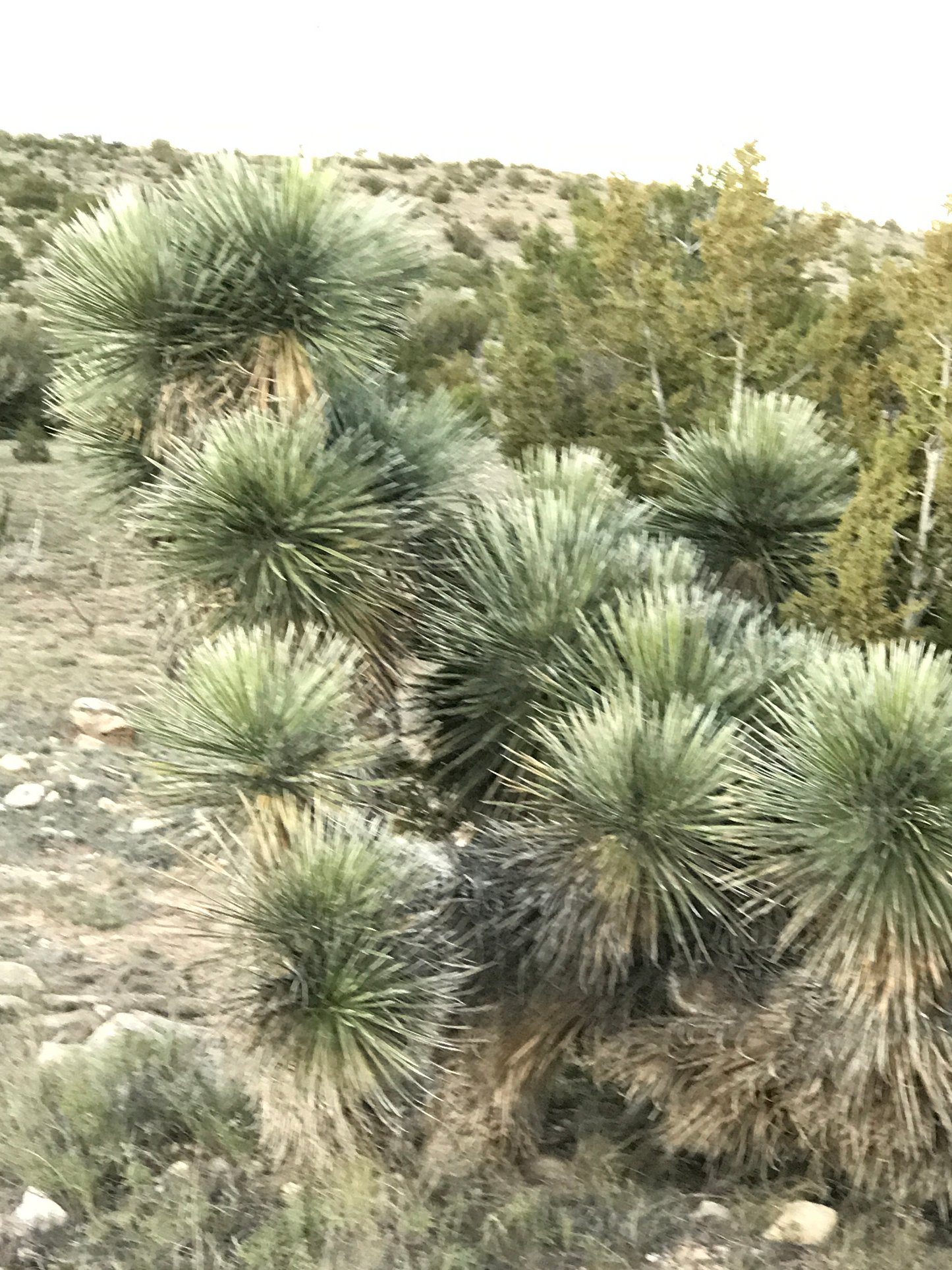YU026: Yucca elata (Elfin Form)