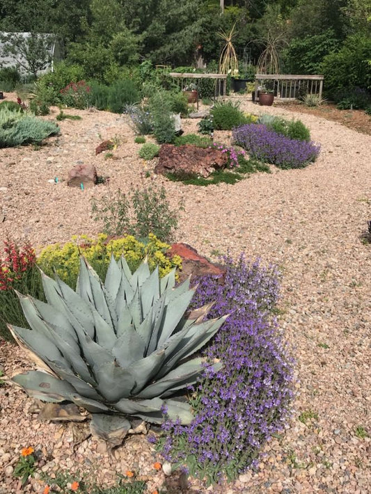 AG004: Agave havardiana  Davis Mountains Form   COLD HARDY CACTUS