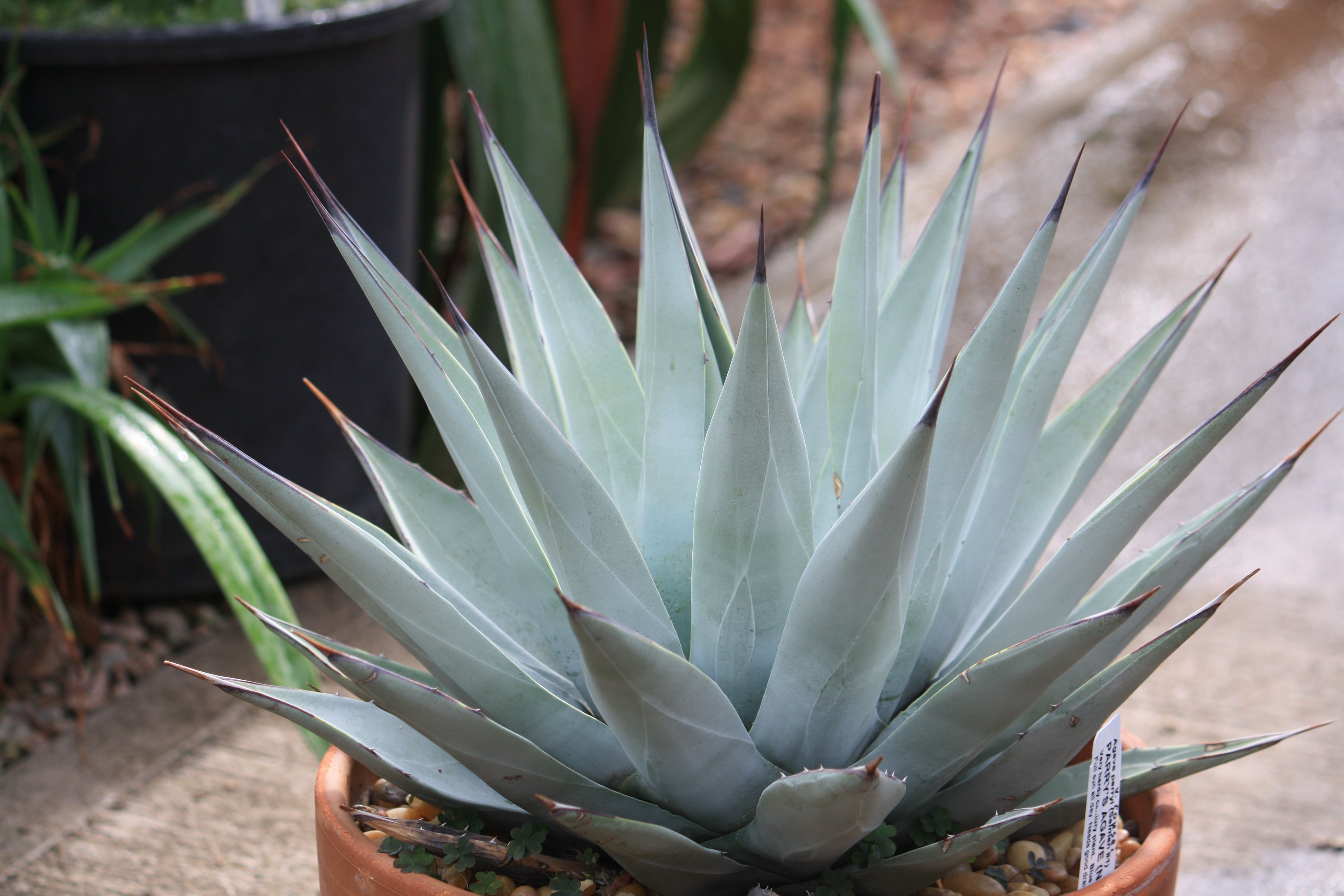 AG019: Agave parryi v. couesii COLD HARDY CACTUS