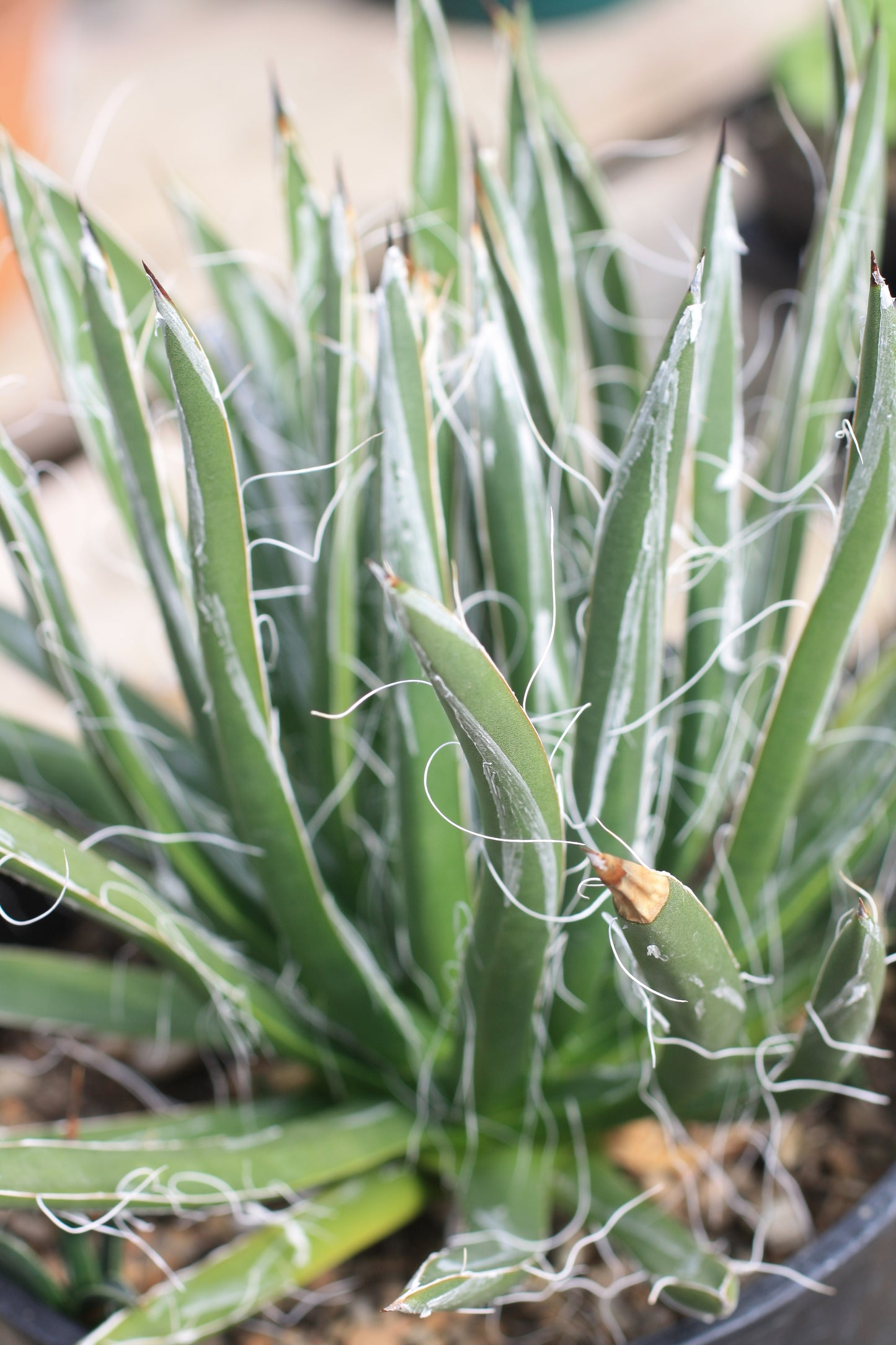 AG006: Agave toumeyana COLD HARDY CACTUS