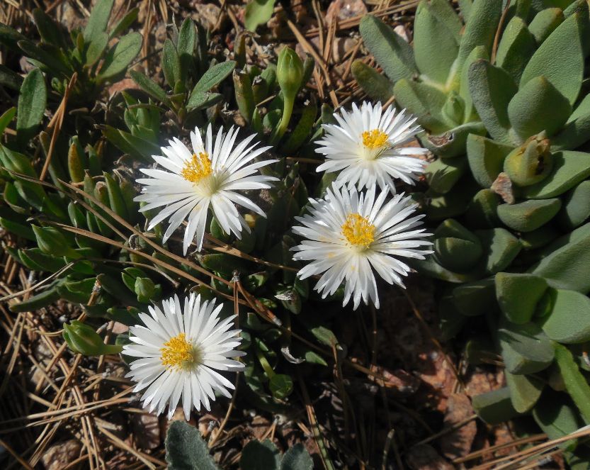 OTO35A: White Bergeranthus jamesii COLD HARDY CACTUS