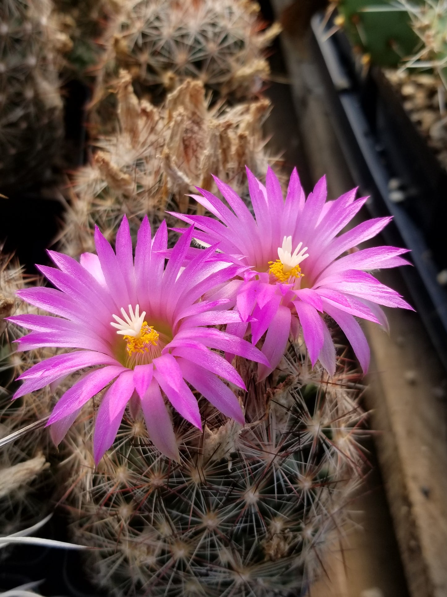 CO002: Coryphantha vivipara (Snowball Form) (South East, NM) COLD HARDY CACTUS