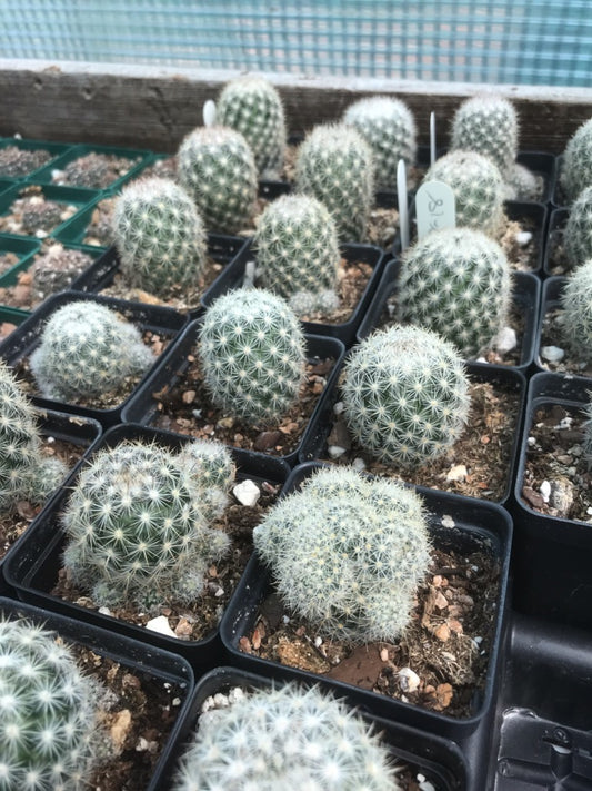 CO006: Coryphantha vivipara x Escobaria sneedii COLD HARDY CACTUS