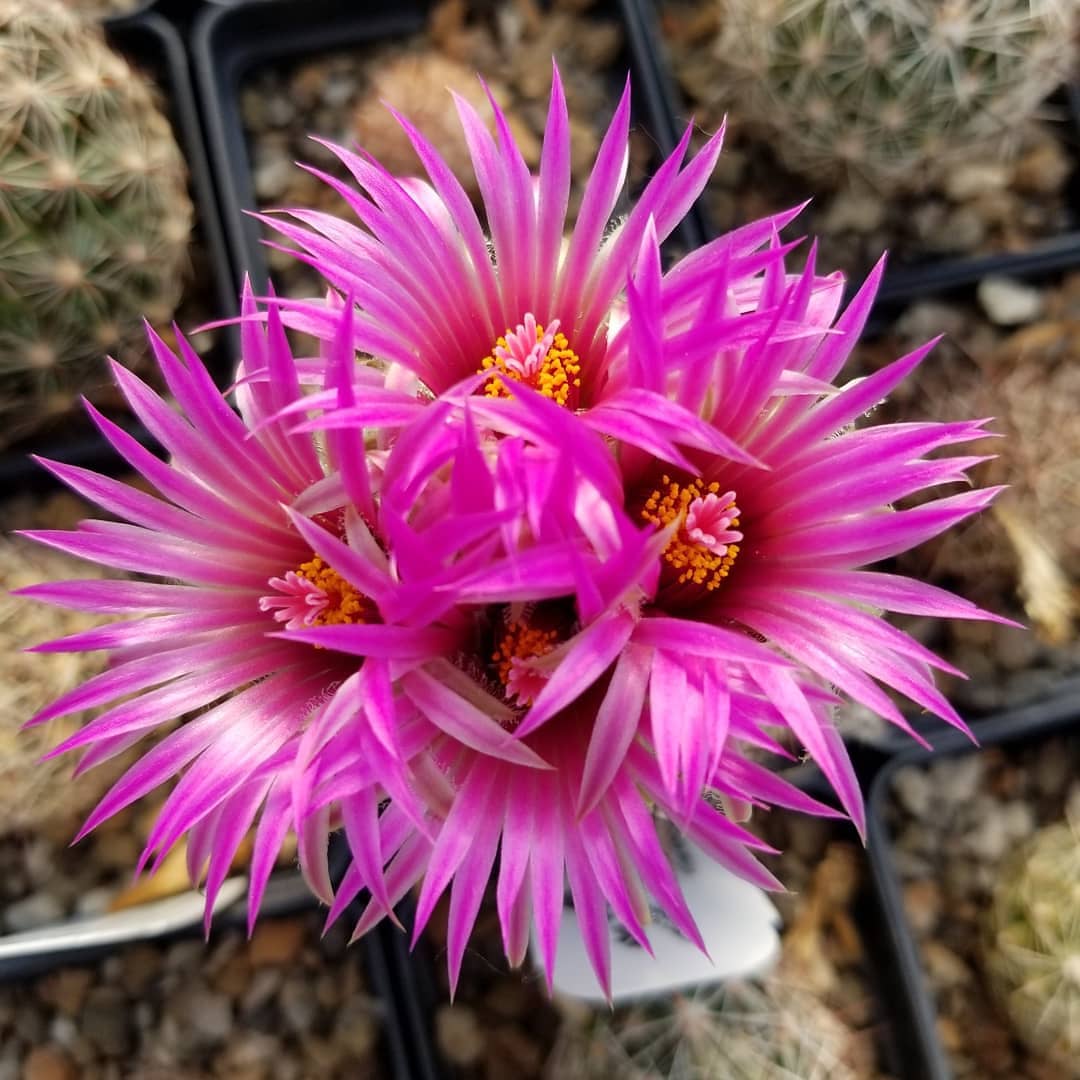 CO005: Coryphantha vivipara v. arizonica COLD HARDY CACTUS
