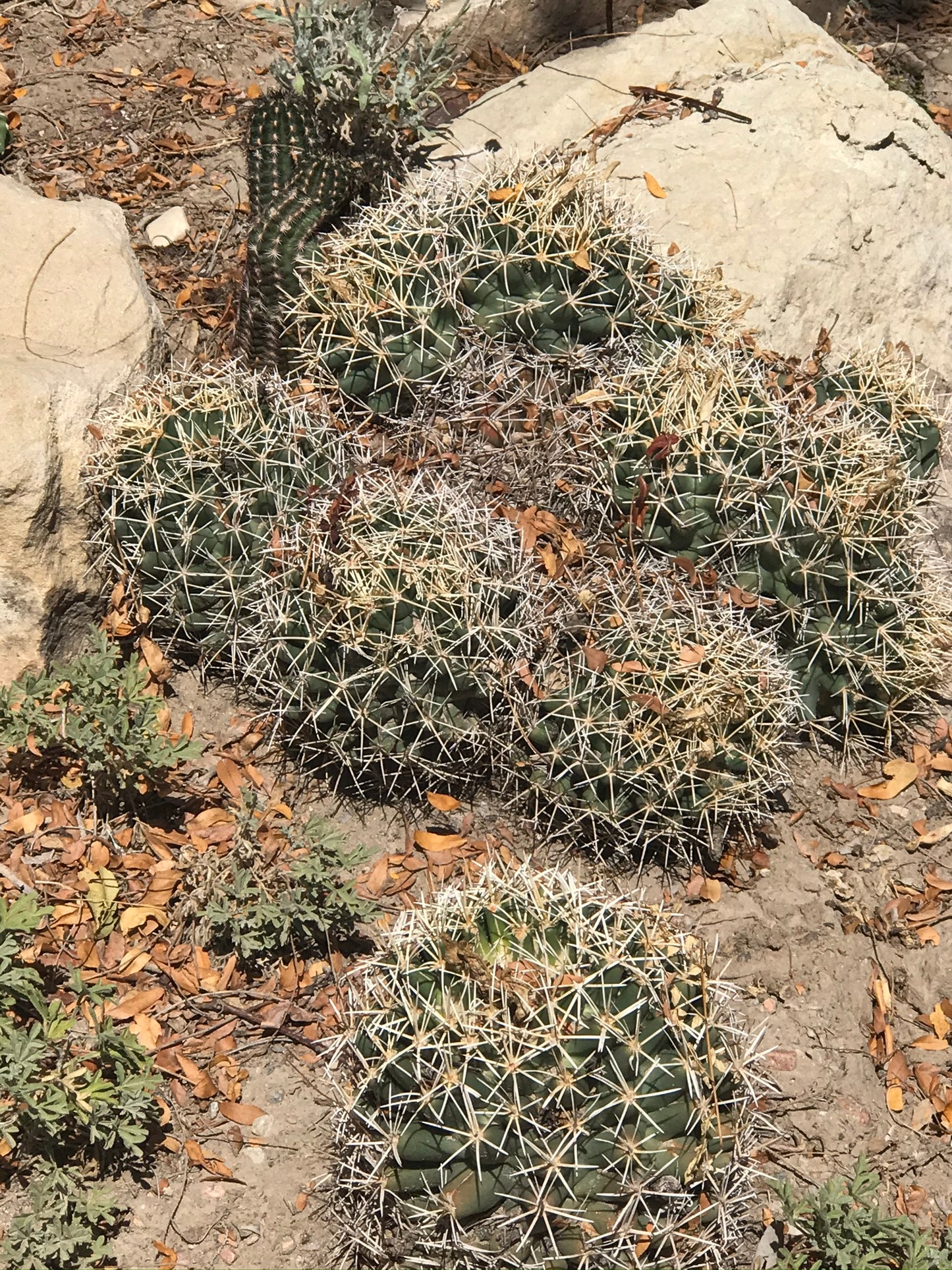 CO004: Coryphantha robustispina ssp. scheerii COLD HARDY CACTUS