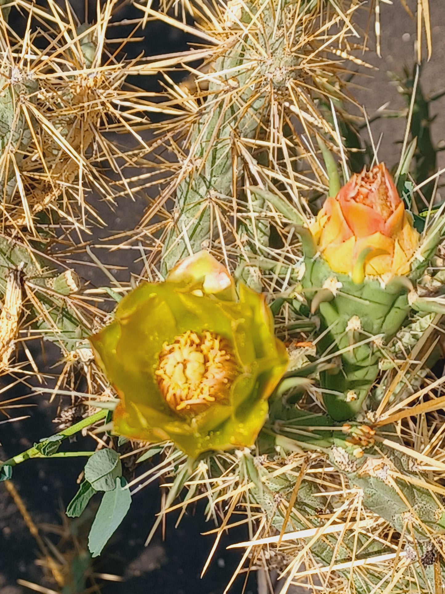 OP083: Cylindropuntia davisii 'Copper King"     COLD HARDY CACTUS