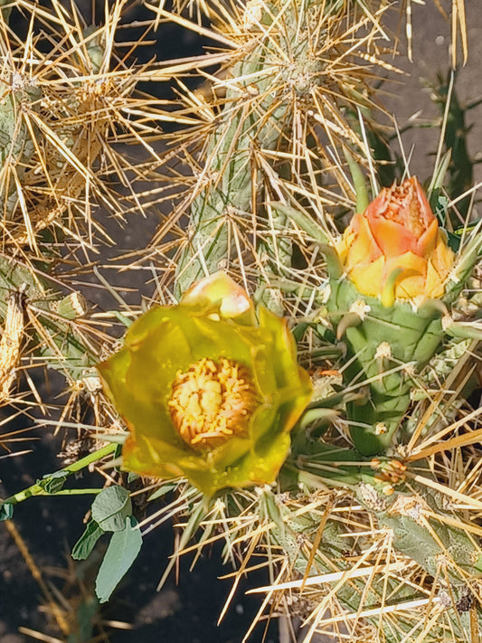 OP083: Cylindropuntia davisii 'Copper King"     COLD HARDY CACTUS