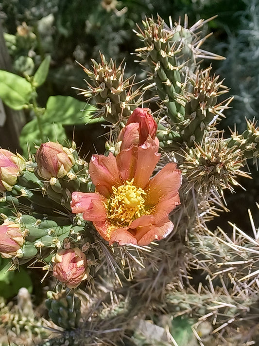 OP021:  Sale!  Cylindropuntia imbricata v arborescens 'Pinky'