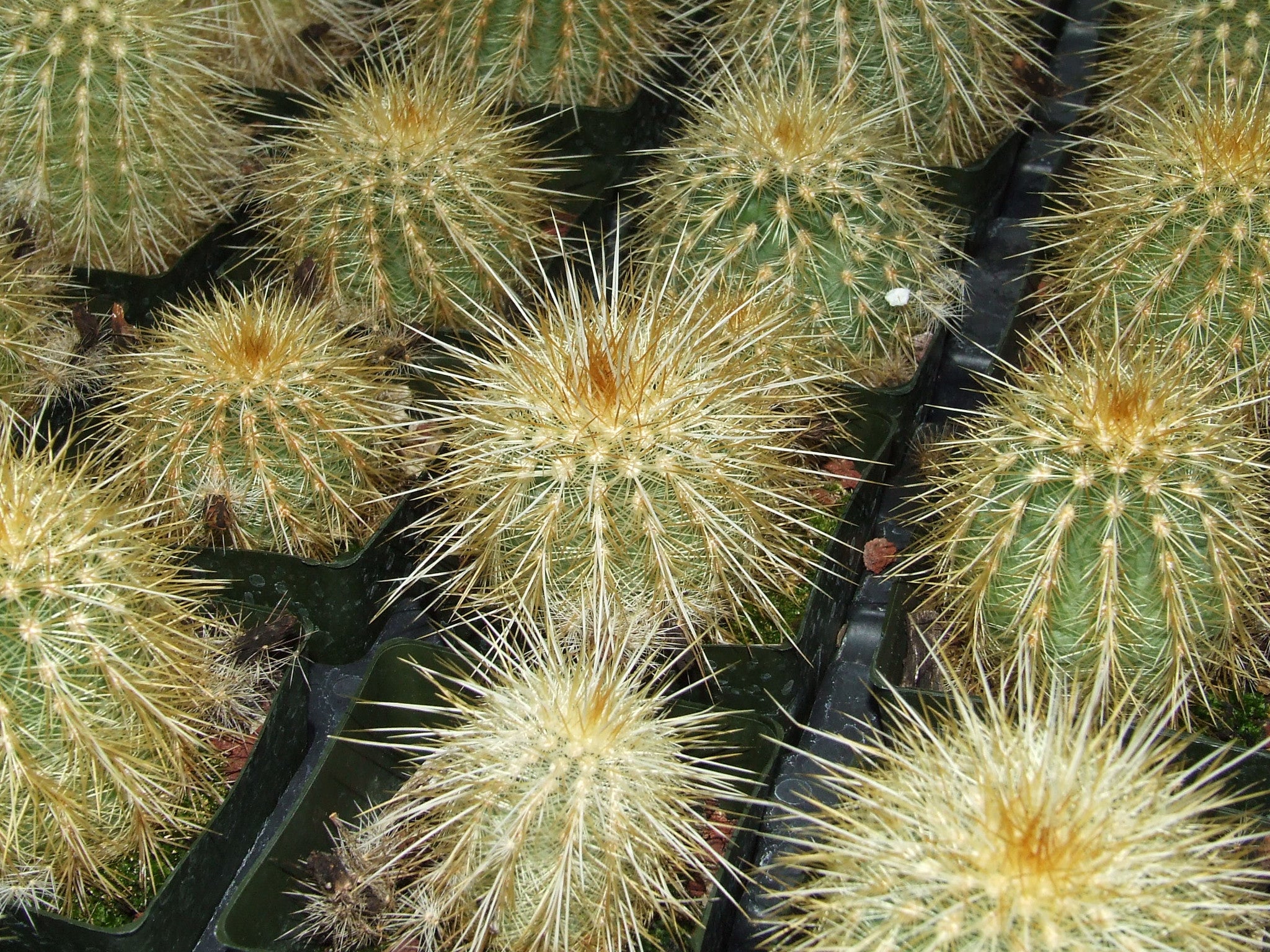 EC006: Echinocereus viridiflorus v. Weedinii COLD HARDY CACTUS –  COLDHARDYCACTUS