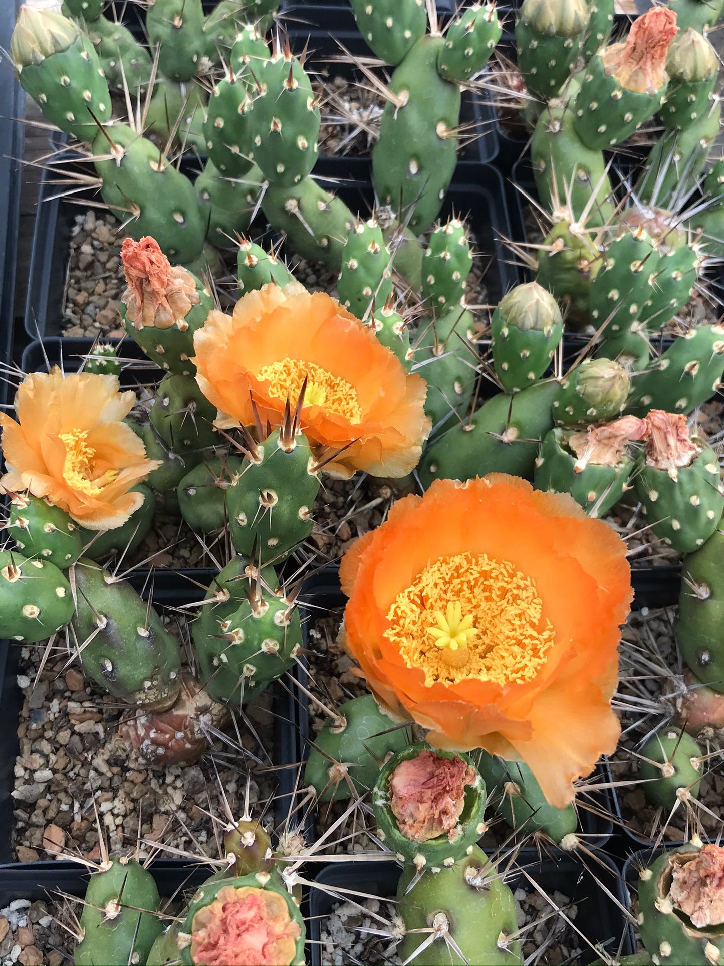 OT002: Maihueniopsis darwinii COLD HARDY CACTUS