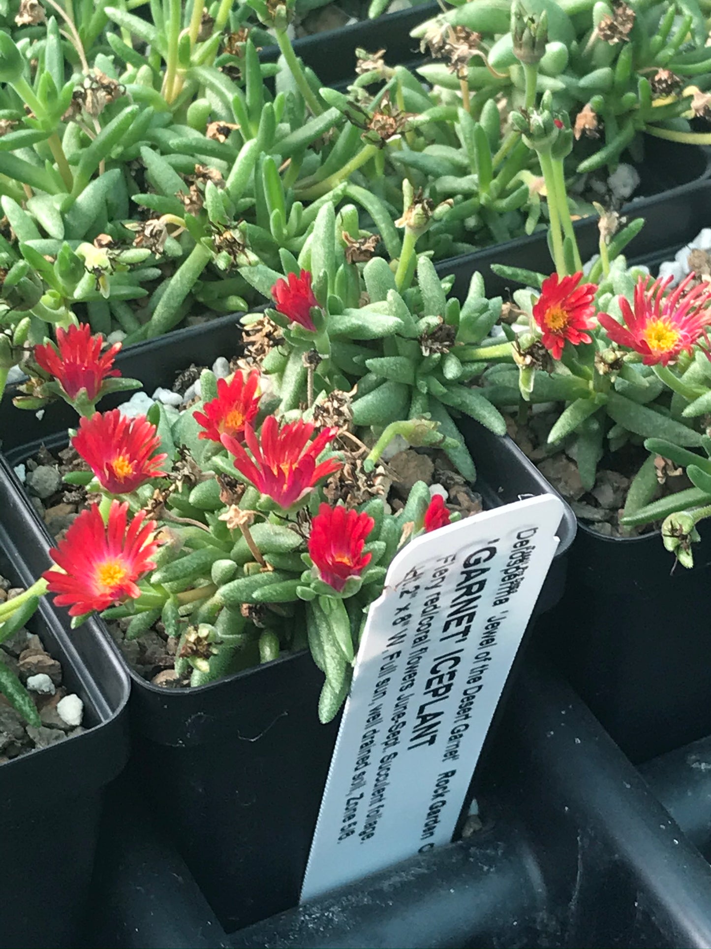 OT014 Delosperma JEWELS OF THE DESERT 'Garnet' COLD HARDY CACTUS