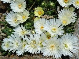OT033: Delosperma basuticum 'White Nugget' COLD HARDY CACTUS