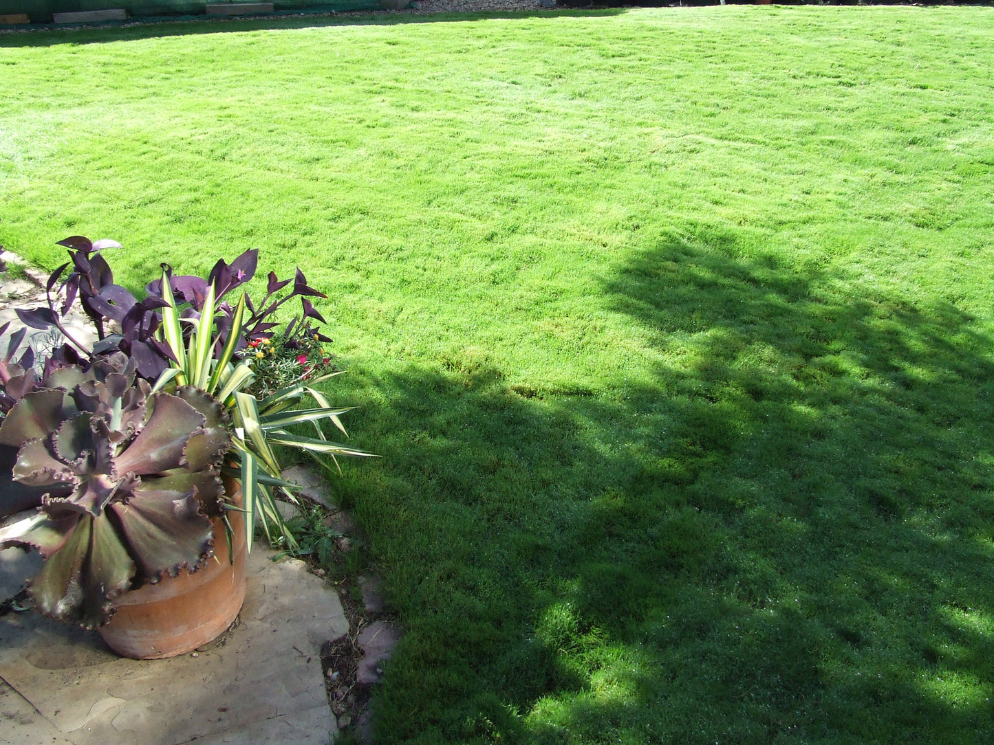 Dog Tuff™ Low-water Turfgrass ORDER AT DOGTUFFGRASS.COM