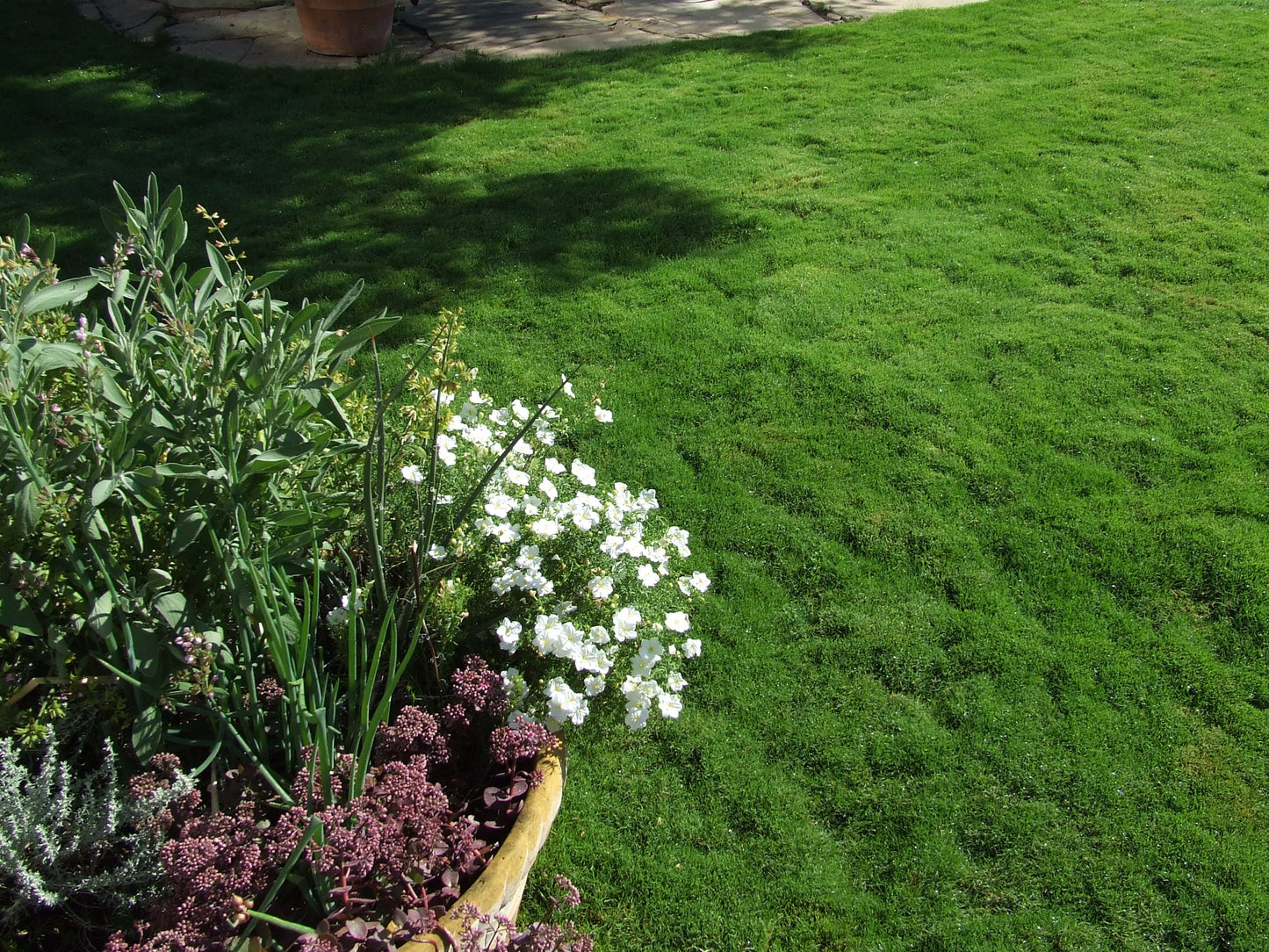 Dog Tuff™ Low-water Turfgrass ORDER AT DOGTUFFGRASS.COM