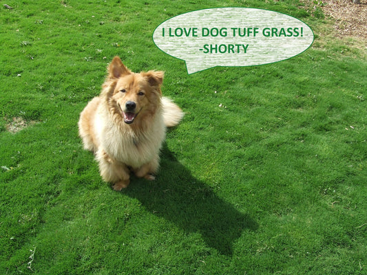 Dog Tuff™ Low-water Turfgrass  ORDER AT DOGTUFFGRASS.COM