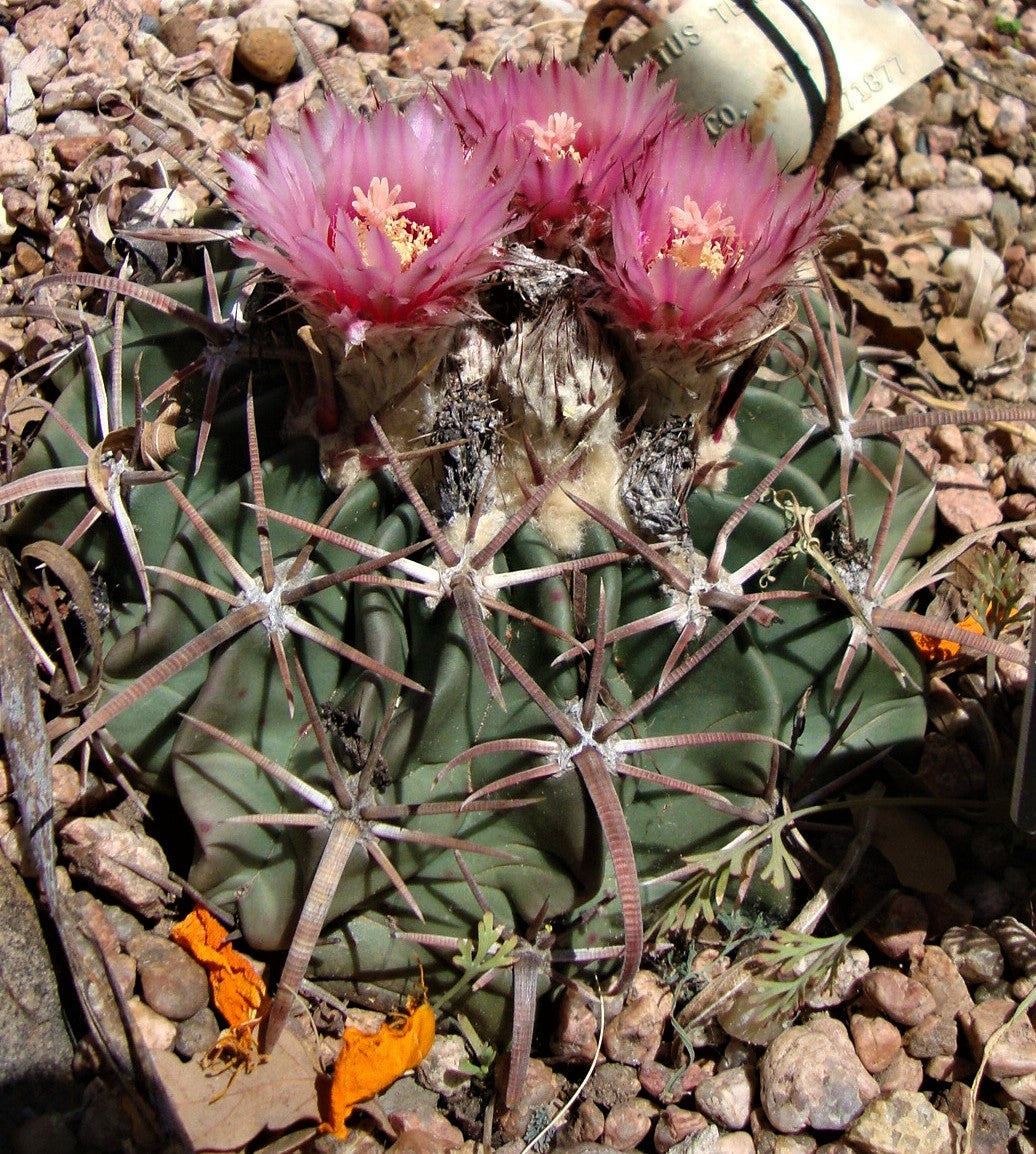 OT006: Echinocactus texensis 'The Horse Crippler Cactus' COLD HARDY CACTUS