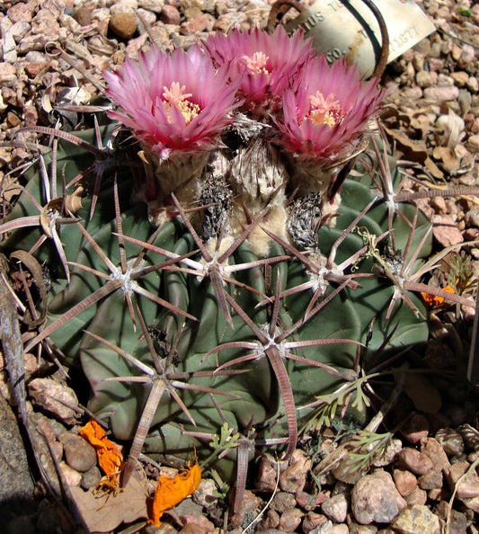 OT006: Echinocactus texensis 'The Horse Crippler Cactus' COLD HARDY CACTUS