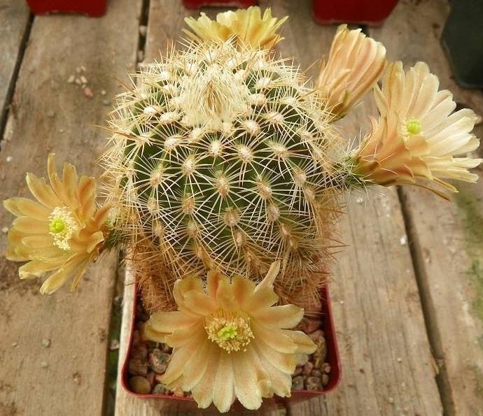 EC017: Echinocereus viridiflorus v. corellii COLD HARDY CACTUS