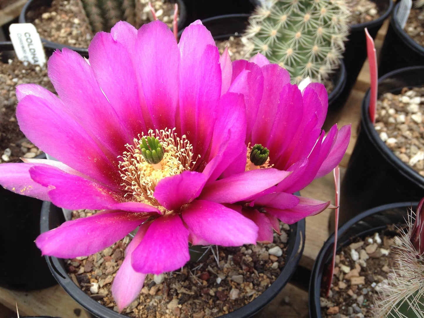 EC002: Echinocereus fendleri COLD HARDY CACTUS