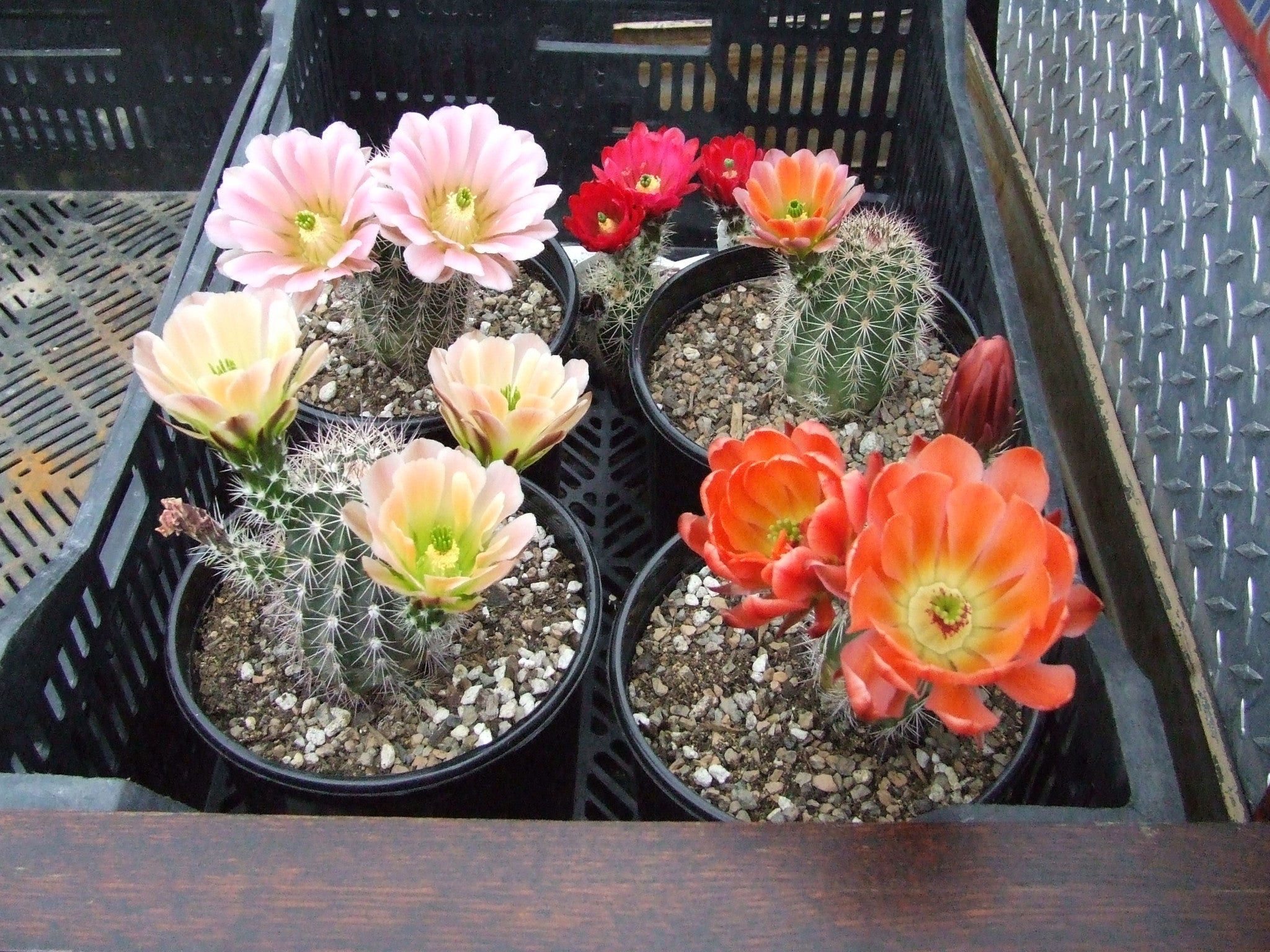 EC012: Echinocereus x lloydii, Lloyd's Hedgehog Cactus COLD HARDY CACTUS