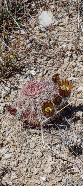 EC039: Echinocereus chloranthus COLD HARDY CACTUS