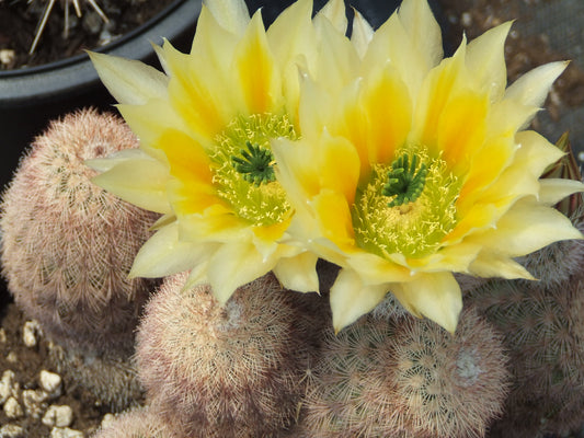 EC021:  Echinocereus dasycanthus   COLD HARDY CACTUS